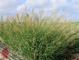 Multiflowered False Rhodesgrass