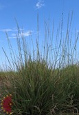 Sideoats Grama Sideoats Grama