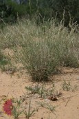 Red Grama Red Grama