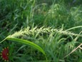 Southwestern Bristlegrass Southwestern Bristlegrass