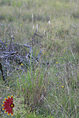 Silver Bluestem Silver Bluestem