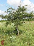 Chittimwood Chittimwood