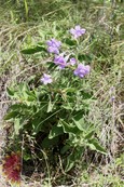 Wild Petunia