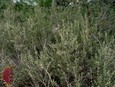 Four-Wing Saltbush