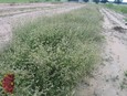 Hairy Grama Hairy Grama