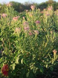 Rio Grande Clammyweed Rio Grande Clammyweed