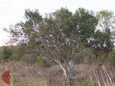 Texas Persimmon Texas Persimmon
