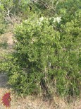 Lime Prickly-Ash Lime Prickly-Ash