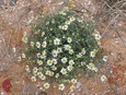 Blackfoot Daisy