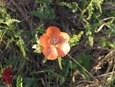 Palmleaf Globemallow Palmleaf Globemallow