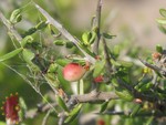 Allthorn Goatbush Allthorn Goatbush