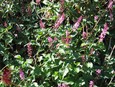 Pigeonberry Pigeonberry
