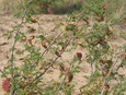 Catclaw Acacia