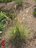 False Rhodesgrass False Rhodesgrass