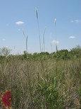 Cane Bluestem Cane Bluestem