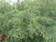 Guajillo Guajillo
