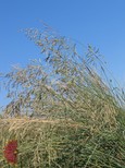 Texasgrass Texasgrass