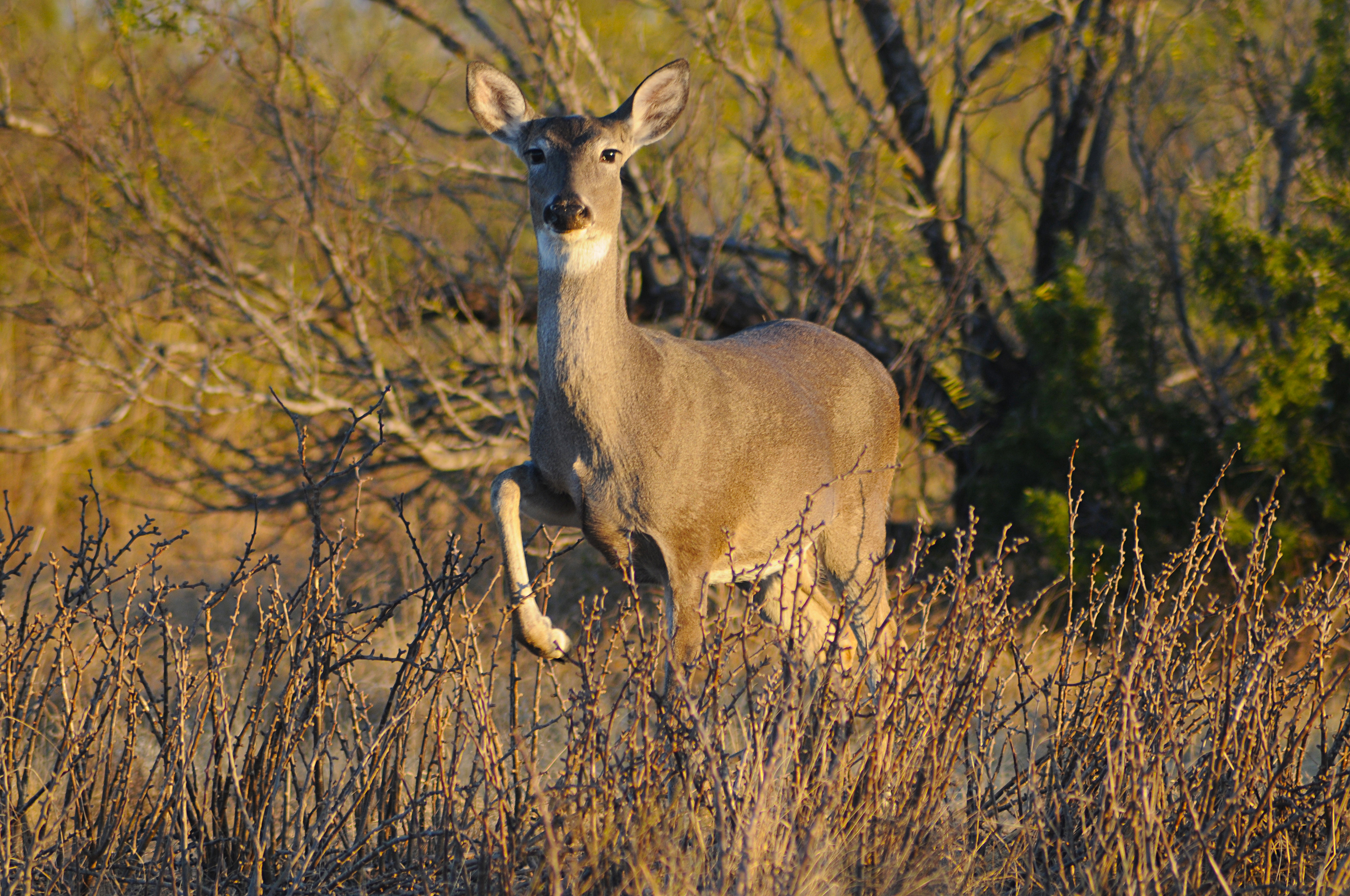 Research Suggests South Texas Heat Impacts Deer Productivity Caesar