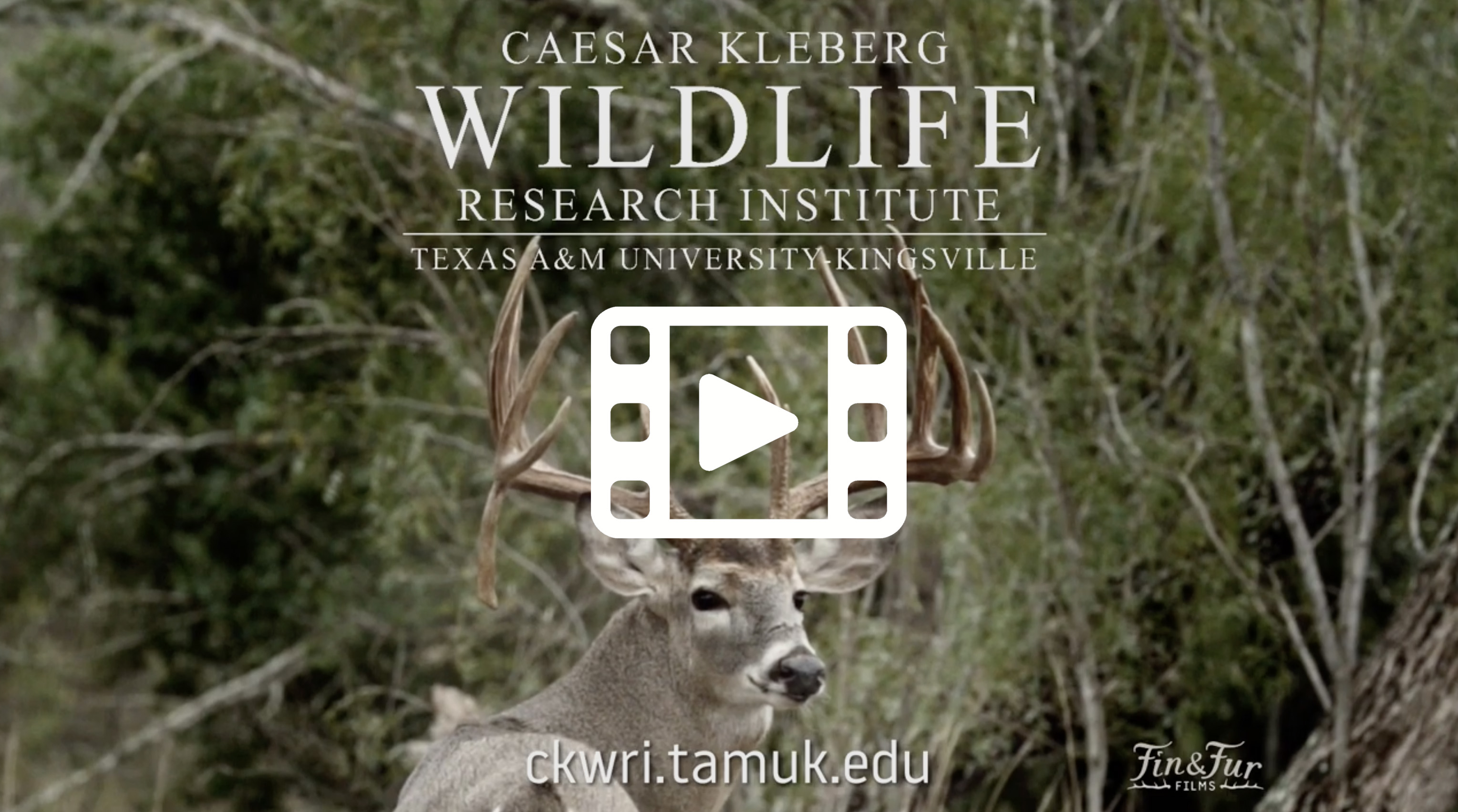 Texas A And M Wildlife Job Board - TEXASXO