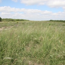 Locally adapted native seeds are necessary to complete successful restoration across Texas. Such seeds were not available commercially until support from the Kleberg Foundation helped launch South Texas Natives. Now landowners and agencies are able to restore over 50,000 acres annually with native plants and maintain the conservation value of those areas.