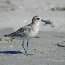 Black-bellied plover: The Texas coast is home to many species of wetland and wading birds. Grants from the Robert J. Kleberg, Jr. and Helen C. Kleberg Foundation have enabled CKWRI scientists to learn more about the importance of Texas wetlands to these diverse bird communities.