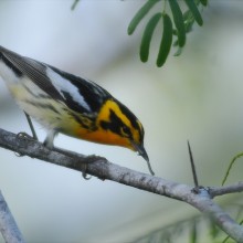 Blackburnian warbler: South Texas is a funnel for migratory birds that flow through the region and fan out across North America every spring. In the autumn, these same birds and their offspring travel back through South Texas to wintering areas further south. The Robert J. Kleberg, Jr. and Helen C. Kleberg Foundation has supported research that shows the number of migrating birds moving through South Texas is greater than any place in North America.