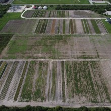 Facilities, as well as, seed evaluation and seed increase plots on the Texas A&M University-Kingsville campus are essential to develop native seed sources. With the help of the Kleberg Foundation, Texas Native Seeds has dozens of native seed releases that are being produced commercially and available for land managers to use in native habitat restoration.
