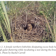 Figure 2: A female northern bobwhite dissipating excess body heat through gular fluttering while incubating a nest during the breeding season. Photo by Rachel Carroll.