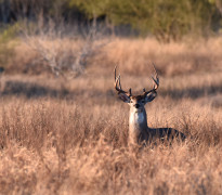 White-tailed buck standing in a field