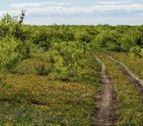 A winding dirt two-track road cuts through a South Texas landscape filled with green mesquite trees and blooming wildflowers, including yellow and purple patches, under a partly cloudy blue sky.