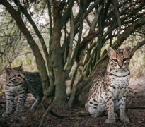 A pair of ocelots under a tree.