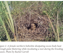 Figure 2: A female northern bobwhite dissipating excess body heat through gular fluttering while incubating a nest during the breeding season. Photo by Rachel Carroll.