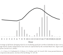 Figure 3. Percentage of off-bouts (foraging trips by an incubating quail) for northern bobwhite by hour over a 24-hour period. Average hourly surface temperatures near nests are represented by the overlaid black line. Figure and data reproduced from Carroll et al. (2018)a.