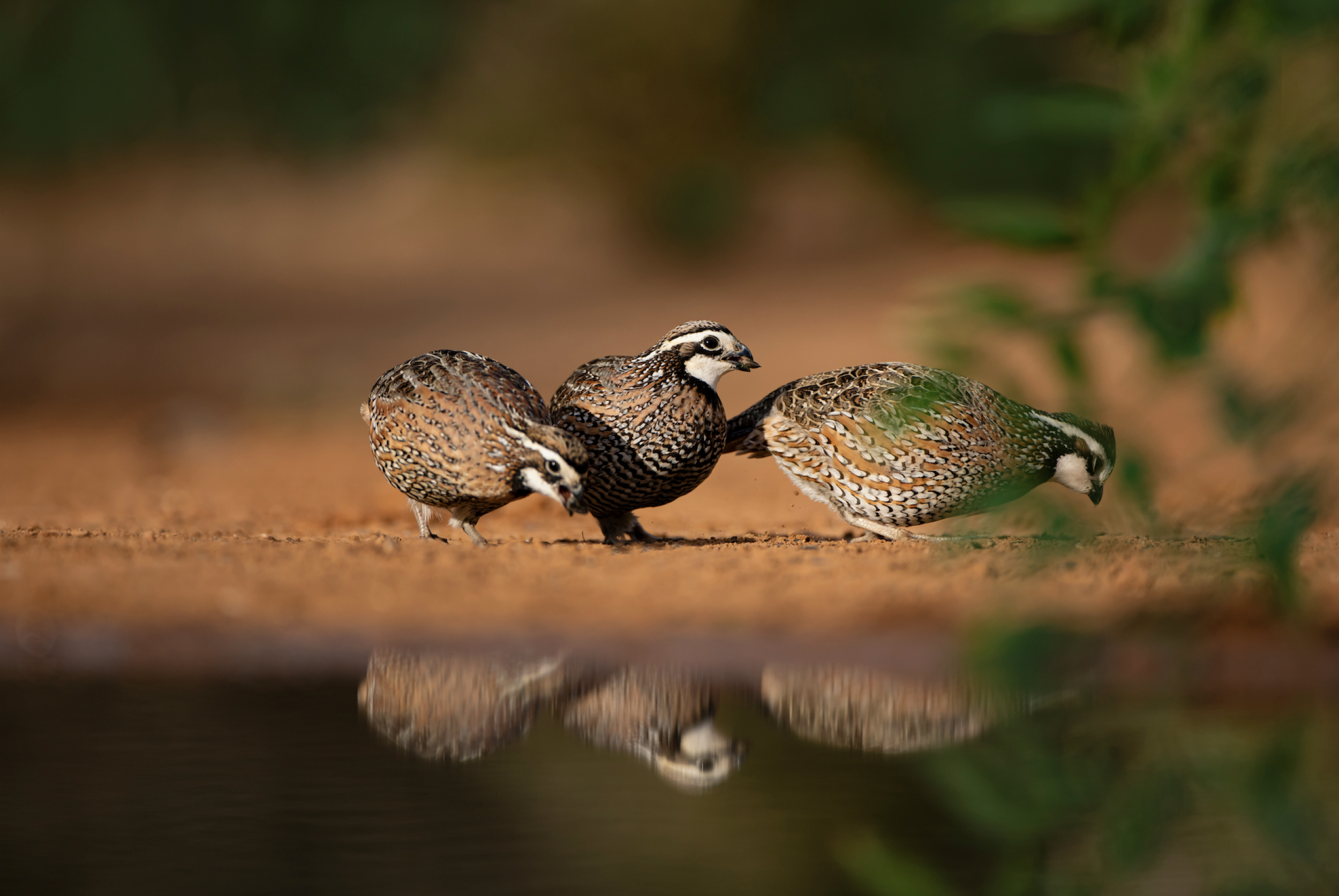 Northern Bobwhite quail eating near a pond