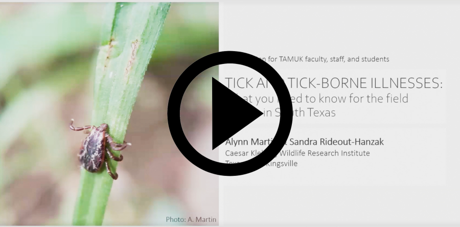 Screenshot of Video Title