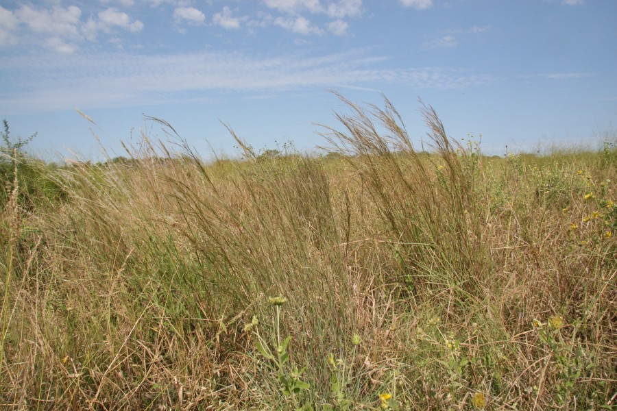 Little Bluestem