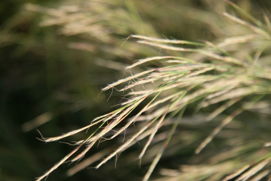 Little Bluestem