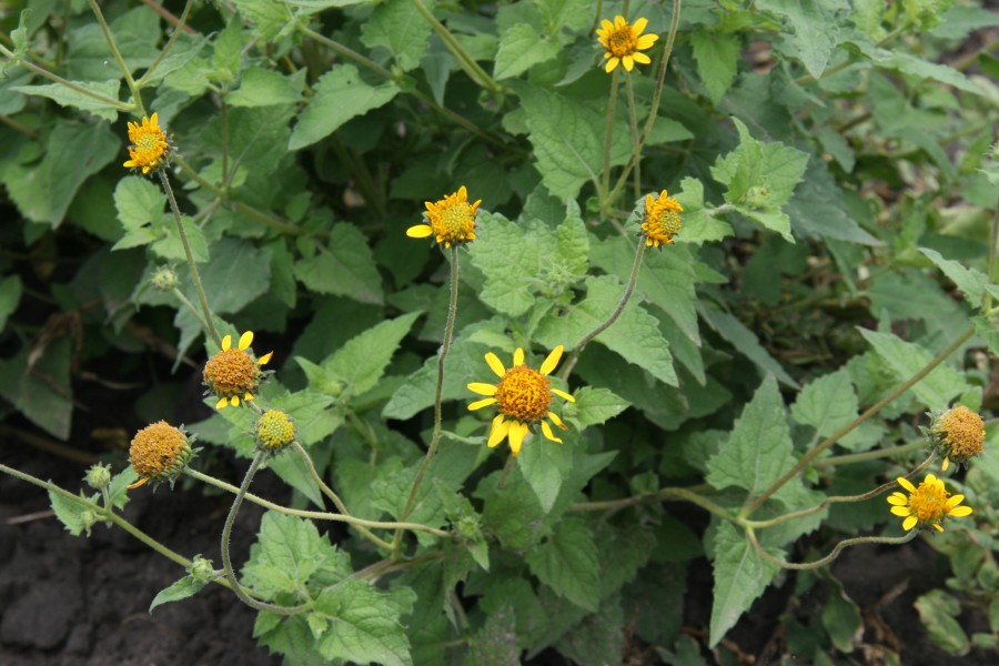 Awnless Bushsunflower