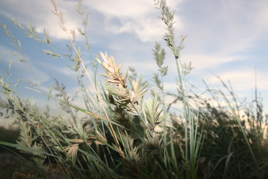 Red Lovegrass