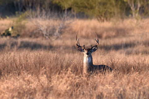 White-tailed buck standing in a field