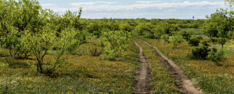A winding dirt two-track road cuts through a South Texas landscape filled with green mesquite trees and blooming wildflowers, including yellow and purple patches, under a partly cloudy blue sky.
