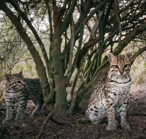 A pair of ocelots under a tree.