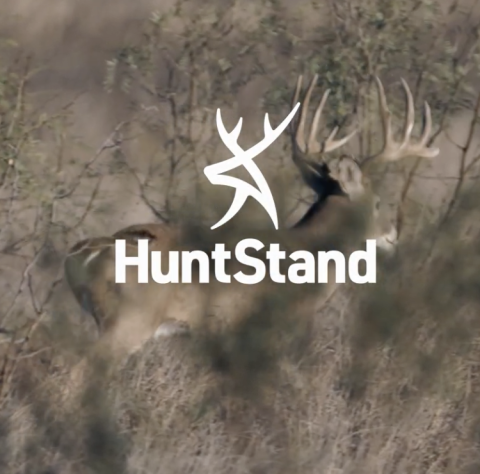 White-tailed deer moving through the brush with Huntstand logo