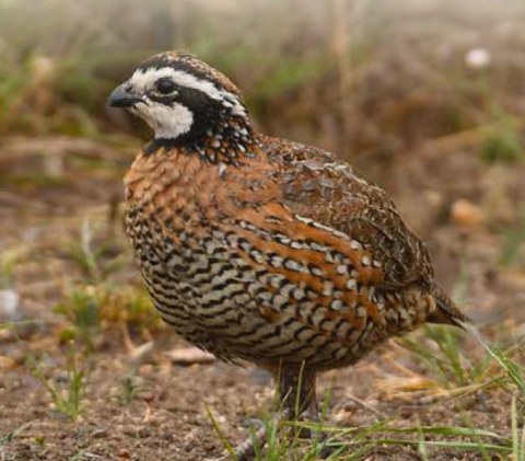 quail standing in the grass