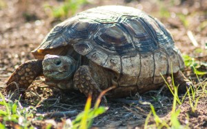 Tortoise Ecology on the Rio Grande Plains