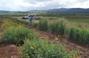 Texas Native Seeds Program expands further in pursuit of statewide impact