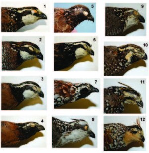 Bobwhite Quail Genetics Across The Western Hemisphere