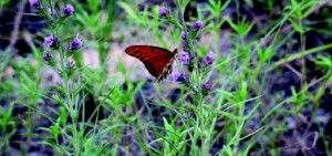 Project works to help restore native plants in East Texas Project works to help restore native plants in East Texas