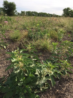 Restoration of Native Grassland to Create Monarch Habitat in the Lower Rio Grande Valley of Texas Restoration of Native Grassland to Create Monarch Habitat in the Lower Rio Grande Valley of Texas