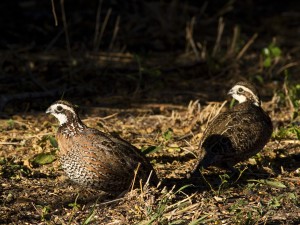 Habitat Fragmentation and Scales Quail Decline